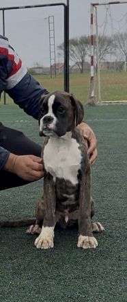 Eine richtige Schönheit Rüde,aus kontrollierter FCI Zucht