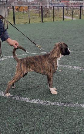 Eine richtige Schönheit Rüde,aus kontrollierter FCI Zucht