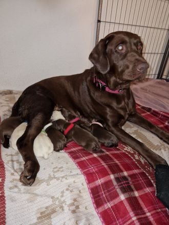 Labrador Welpen suchen ihren Herzens Menschen