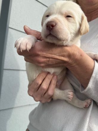 Labrador Welpen suchen ihren Herzens Menschen