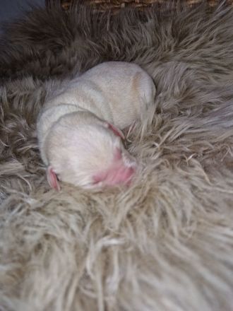 Labrador Welpen suchen ihren Herzens Menschen