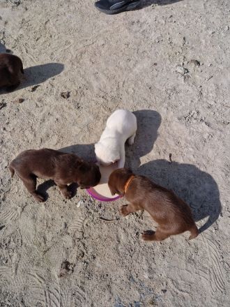 Labrador Welpen suchen ihren Herzens Menschen
