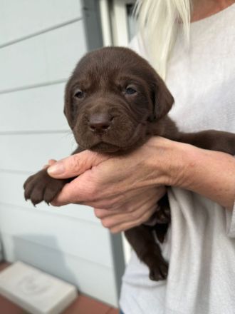 Labrador Welpen suchen ihren Herzens Menschen