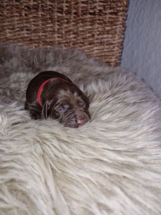 Labrador Welpen suchen ihren Herzens Menschen