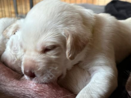 Labrador Welpen suchen ihren Herzens Menschen