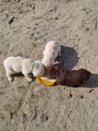 Labrador Welpen suchen ihren Herzens Menschen