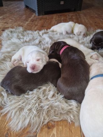 Labrador Welpen suchen ihren Herzens Menschen