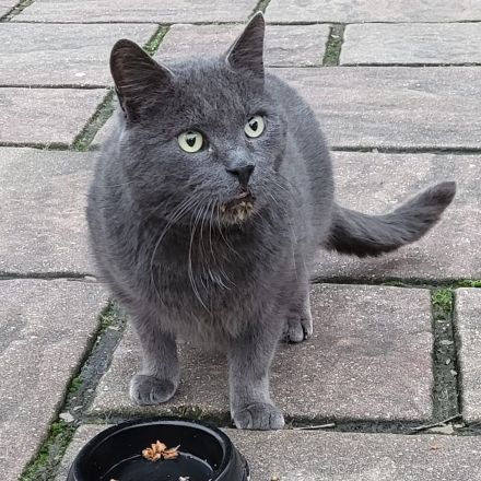 Der wunderschöne BLUE sucht ein ruhiges Zuhause