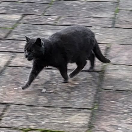 Der wunderschöne BLUE sucht ein ruhiges Zuhause