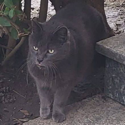 Der wunderschöne BLUE sucht ein ruhiges Zuhause