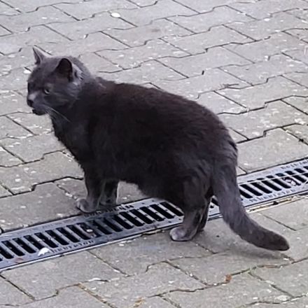 Der wunderschöne BLUE sucht ein ruhiges Zuhause