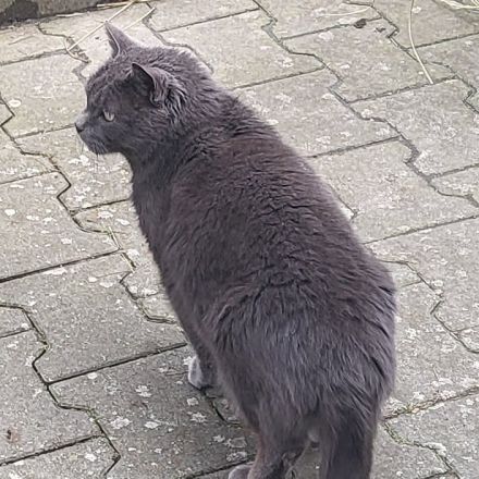 Der wunderschöne BLUE sucht ein ruhiges Zuhause