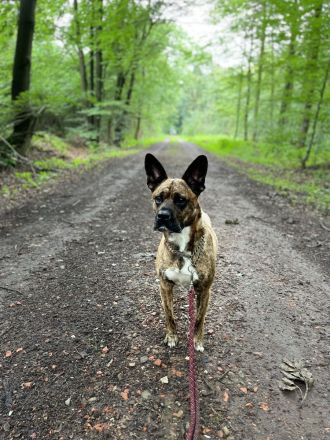 Snickers sucht ein neues Zuhause!