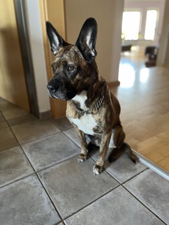 Snickers sucht ein neues Zuhause!