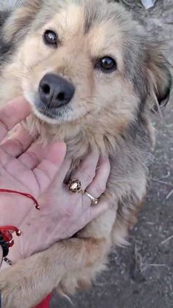 LUNA - von der Kette ins Leben