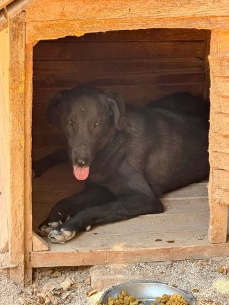 🐾 Kaya – Junghund mit Herz