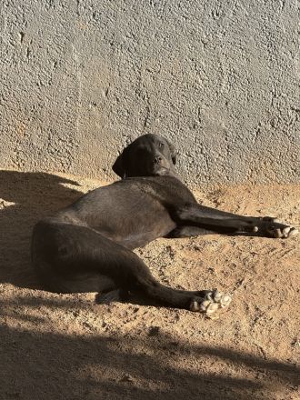 🐾 Kaya – Junghund mit Herz