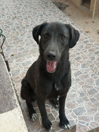 🐾 Kaya – Junghund mit Herz