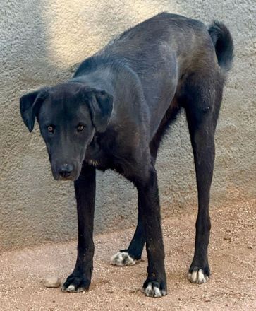 🐾 Kaya – Junghund mit Herz