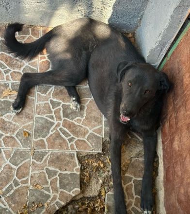 🐾 Kaya – Junghund mit Herz