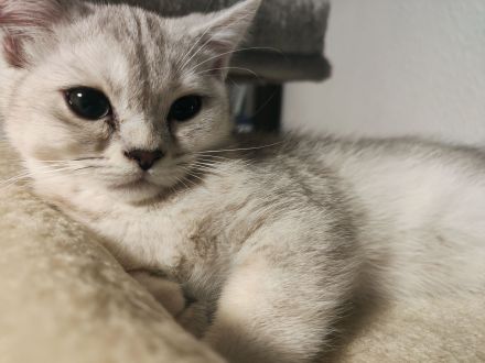 süßer Baby Kater 🐱 12 Wochen – grau/weiß, verspielt & verschmust sucht liebevolles Zuhause!