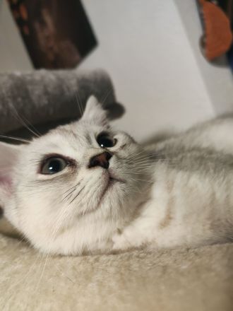 süßer Baby Kater 🐱 12 Wochen – grau/weiß, verspielt & verschmust sucht liebevolles Zuhause!