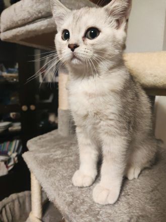 süßer Baby Kater 🐱 12 Wochen – grau/weiß, verspielt & verschmust sucht liebevolles Zuhause!