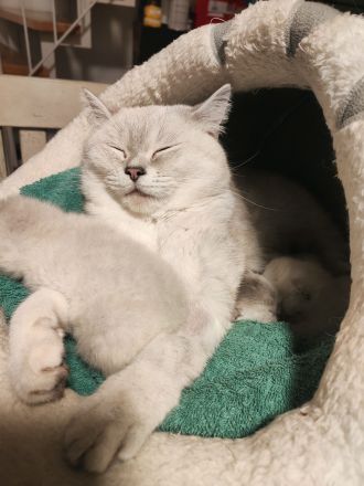 süßer Baby Kater 🐱 12 Wochen – grau/weiß, verspielt & verschmust sucht liebevolles Zuhause!