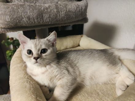 süßer Baby Kater 🐱 12 Wochen – grau/weiß, verspielt & verschmust sucht liebevolles Zuhause!