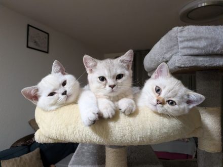 süßer Baby Kater 🐱 12 Wochen – grau/weiß, verspielt & verschmust sucht liebevolles Zuhause!