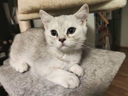 süßer Baby Kater 🐱 12 Wochen – grau/weiß, verspielt & verschmust sucht liebevolles Zuhause!