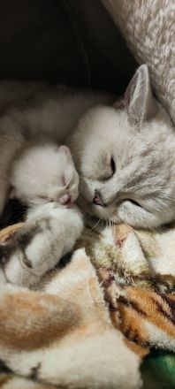 süßer Baby Kater 🐱 12 Wochen – grau/weiß, verspielt & verschmust sucht liebevolles Zuhause!