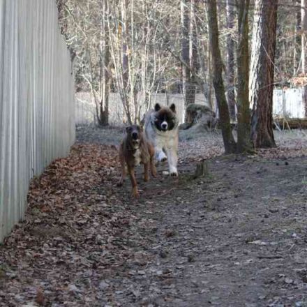 Baldo, Akita-Husky-Mischlingsrüde, 9 Monate jung, Jungspund mit Charme