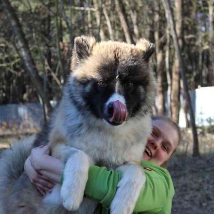 Baldo, Akita-Husky-Mischlingsrüde, 9 Monate jung, Jungspund mit Charme