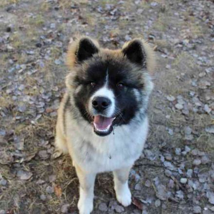Baldo, Akita-Husky-Mischlingsrüde, 9 Monate jung, Jungspund mit Charme