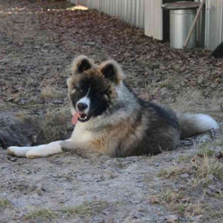 Baldo, Akita-Husky-Mischlingsrüde, 9 Monate jung, Jungspund mit Charme