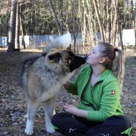 Baldo, Akita-Husky-Mischlingsrüde, 9 Monate jung, Jungspund mit Charme