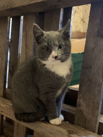 Drei niedliche, junge Hofkater abzugeben