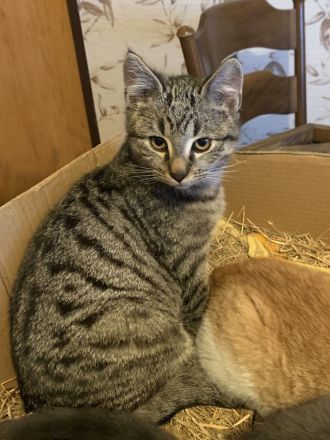 Drei niedliche, junge Hofkater abzugeben