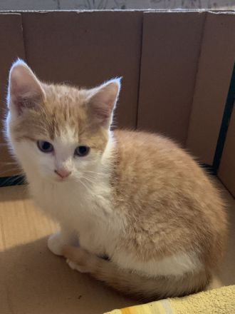 Drei niedliche, junge Hofkater abzugeben