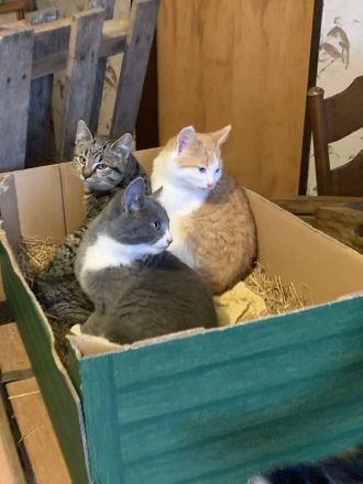 Drei niedliche, junge Hofkater abzugeben