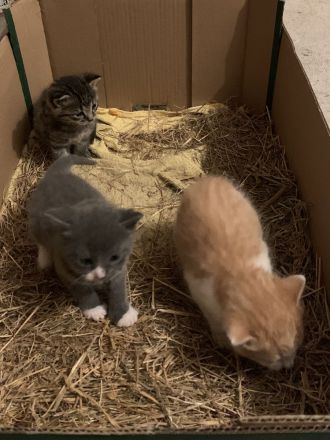 Drei niedliche, junge Hofkater abzugeben