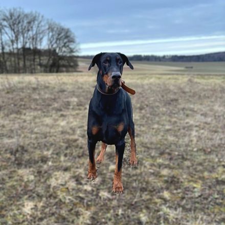 Enzo in 85128 Nassenfels sucht sein Für-immer-Zuhause