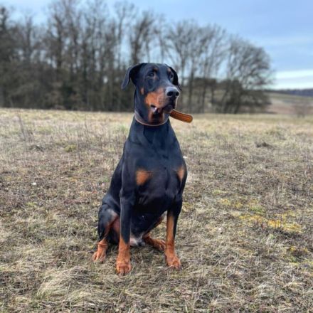 Enzo in 85128 Nassenfels sucht sein Für-immer-Zuhause