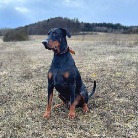Enzo in 85128 Nassenfels sucht sein Für-immer-Zuhause