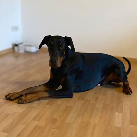 Enzo in 85128 Nassenfels sucht sein Für-immer-Zuhause