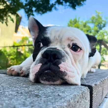 Cesur in 83022 Rosenheim sucht sein Für-immer-Zuhause