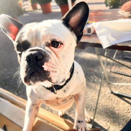 Cesur in 83022 Rosenheim sucht sein Für-immer-Zuhause