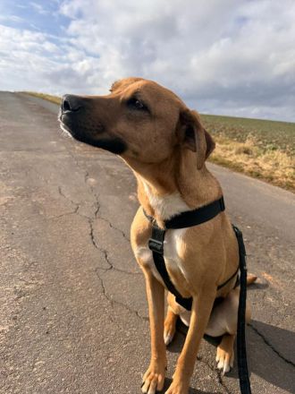 Max auf Pflegestelle in 34576 Homberg Efze sucht sein Für-immer-Zuhause