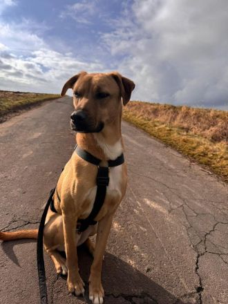 Max auf Pflegestelle in 34576 Homberg Efze sucht sein Für-immer-Zuhause